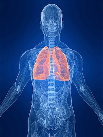 3d rendered anatomy illustration of a human body shape with marked lung Stock Photo - Budget Royalty-Free & Subscription, Code: 400-04542570