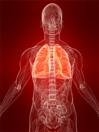 3d rendered anatomy illustration of a human body shape with marked lung Foto de stock - Super Valor sin royalties y Suscripción, Código: 400-04542571