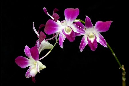 simsearch:841-02946335,k - Purple orchid flower isolated on black Fotografie stock - Microstock e Abbonamento, Codice: 400-04542648