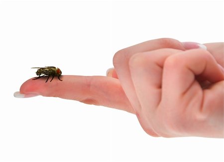simsearch:400-04000691,k - home fly sitting on finger, isolated on white Foto de stock - Royalty-Free Super Valor e Assinatura, Número: 400-04542766