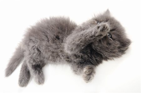 simsearch:400-06919673,k - Detail of funny persian kitten isolated over white Stock Photo - Budget Royalty-Free & Subscription, Code: 400-04542807