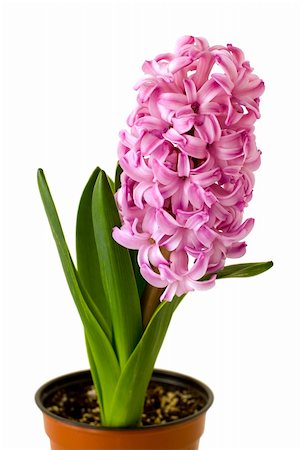 Closeup of spring pink Hyacinths blossoms Stock Photo - Budget Royalty-Free & Subscription, Code: 400-04542872