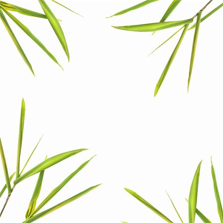 simple grass pattern - Bamboo leaf border, over white background. Stock Photo - Budget Royalty-Free & Subscription, Code: 400-04542911