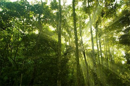 simsearch:400-04275388,k - green forest with ray of light Stock Photo - Budget Royalty-Free & Subscription, Code: 400-04542931