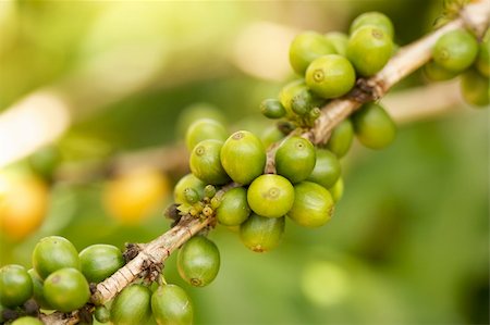 Coffee Beans on the Branch in Kauai, Hawaii Photographie de stock - Aubaine LD & Abonnement, Code: 400-04543547