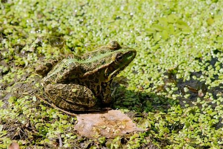 simsearch:400-04442300,k - frog in swamp. wildlife Photographie de stock - Aubaine LD & Abonnement, Code: 400-04554807