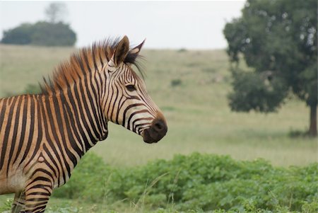 Photo of a Zebra standing in a green field Foto de stock - Super Valor sin royalties y Suscripción, Código: 400-04555522