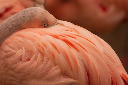 a chilean flamingo with its head tucked under its wing Stock Photo - Budget Royalty-Free & Subscription, Code: 400-04555543