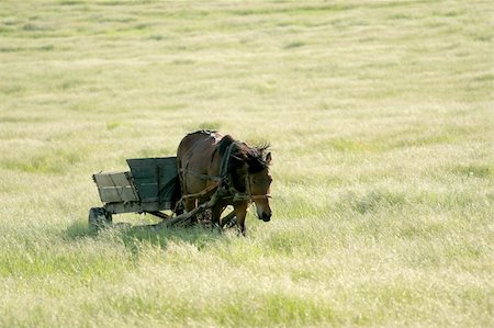 simsearch:400-05165234,k - The horse harnessed by a cart, is grazed on a meadow in a high grass Photographie de stock - Aubaine LD & Abonnement, Code: 400-04555608