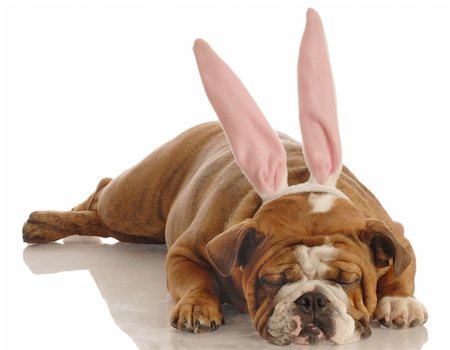 simsearch:400-04576043,k - english bulldog wearing bunny ears isolated on white Stock Photo - Budget Royalty-Free & Subscription, Code: 400-04555725