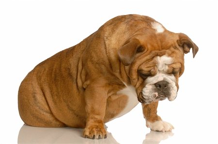 simsearch:400-04576043,k - sad or depressed english bulldog sitting isolated on white background Stock Photo - Budget Royalty-Free & Subscription, Code: 400-04555726