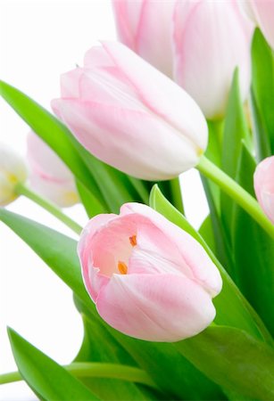 simsearch:689-03124881,k - Bouquet o pink tulips isolated on white background Foto de stock - Super Valor sin royalties y Suscripción, Código: 400-04555771