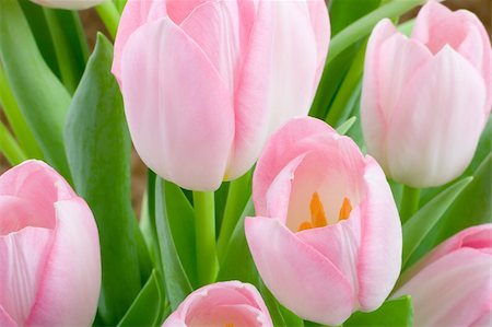 simsearch:689-03124881,k - Bouquet o pink tulips isolated on white background Foto de stock - Super Valor sin royalties y Suscripción, Código: 400-04555773