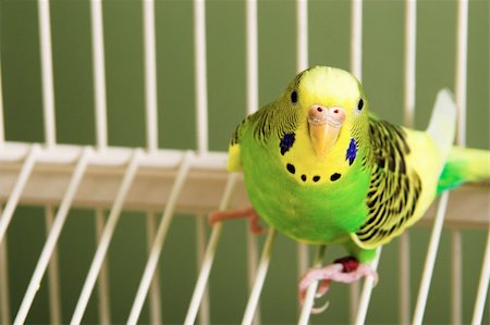 perruche - A small, colorful and exotic tropical parakeet. Photographie de stock - Aubaine LD & Abonnement, Code: 400-04556087