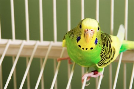 A small, colorful and exotic tropical parakeet. Photographie de stock - Aubaine LD & Abonnement, Code: 400-04556087