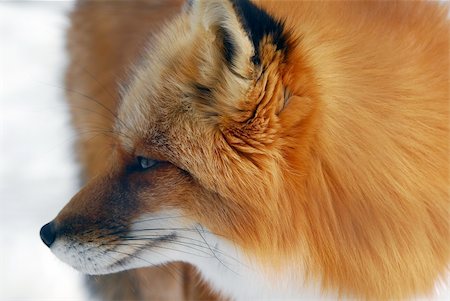 simsearch:400-04516399,k - Close-up picture of a wild Red Fox Foto de stock - Royalty-Free Super Valor e Assinatura, Número: 400-04556276