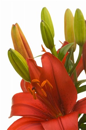 simsearch:400-05128577,k - Beautiful Asiatic Lily Bloom on a White Background. Stockbilder - Microstock & Abonnement, Bildnummer: 400-04556450