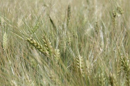 simsearch:400-03932749,k - Cornfield wheat Photographie de stock - Aubaine LD & Abonnement, Code: 400-04556573