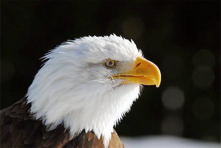 simsearch:400-07210187,k - Close-up picture of an American Bald Eagle Foto de stock - Royalty-Free Super Valor e Assinatura, Número: 400-04556729