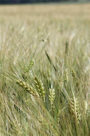 simsearch:400-03932749,k - Cornfield wheat Photographie de stock - Aubaine LD & Abonnement, Code: 400-04556731