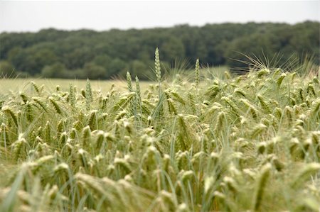 simsearch:400-03932749,k - Cornfield wheat Photographie de stock - Aubaine LD & Abonnement, Code: 400-04556732