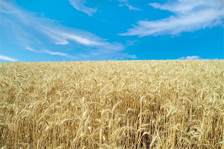 simsearch:400-05355620,k - ripe wheat field and cloudy blue sky Fotografie stock - Microstock e Abbonamento, Codice: 400-04556783