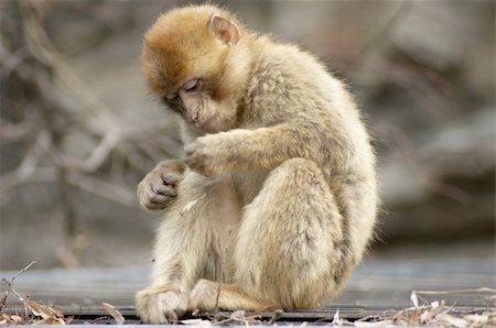 skifenok (artist) - wild monkey looking closesly at something in his hand Stock Photo - Budget Royalty-Free & Subscription, Code: 400-04556892