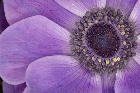 skifenok (artist) - Poppy Anemone - wild flower typical for mediterranean region Stock Photo - Budget Royalty-Free & Subscription, Code: 400-04556968