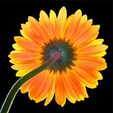 Revers side of red-yellow back lighting gerber (african daisy) on a black background Stock Photo - Budget Royalty-Free & Subscription, Code: 400-04556979