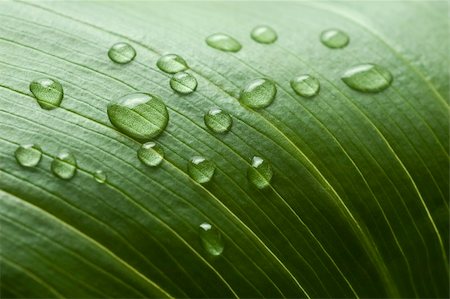 simsearch:400-04403996,k - water drops on a leaf. Natural sunlight Stock Photo - Budget Royalty-Free & Subscription, Code: 400-04557072