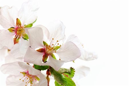 simsearch:400-05066044,k - Macro of pink cherry blossoms isolated on white background Foto de stock - Royalty-Free Super Valor e Assinatura, Número: 400-04557094