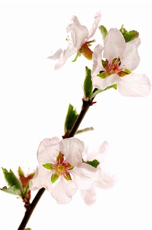 simsearch:400-05911543,k - Branch with pink cherry blossoms isolated on white background Photographie de stock - Aubaine LD & Abonnement, Code: 400-04557092