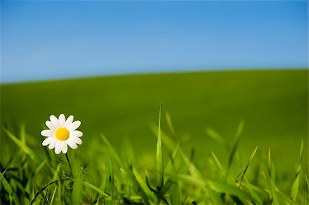 simsearch:400-04408653,k - Beautiful white daisy on green meadow - (Focus is on the flower) Stockbilder - Microstock & Abonnement, Bildnummer: 400-04557144