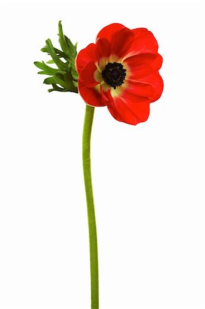 simsearch:400-04275620,k - Beautiful brightly red flower on a white background Photographie de stock - Aubaine LD & Abonnement, Code: 400-04557580