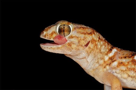 simsearch:400-04000518,k - Portrait of a giant ground gecko (Chondrodactylus angulifer), Kalahari desert, South Africa Fotografie stock - Microstock e Abbonamento, Codice: 400-04557844