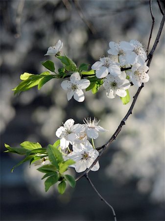 simsearch:400-04859972,k - cherry tree flower in spring Stock Photo - Budget Royalty-Free & Subscription, Code: 400-04557954