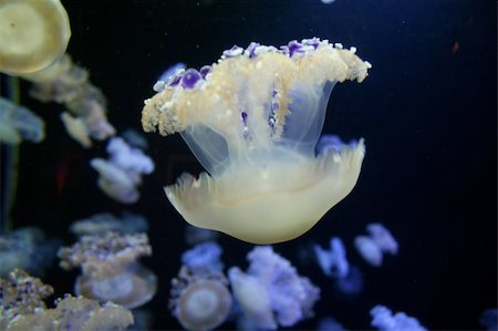 Jelly Fish Stock Photo - Budget Royalty-Free & Subscription, Code: 400-04557958