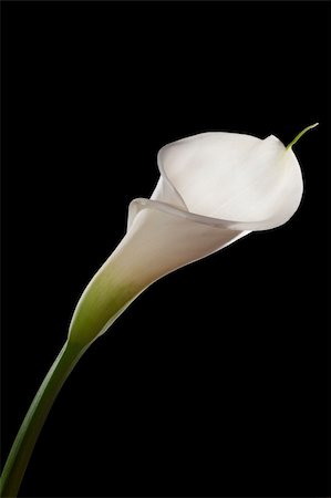 Beautiful white calla isolated on black Photographie de stock - Aubaine LD & Abonnement, Code: 400-04557997