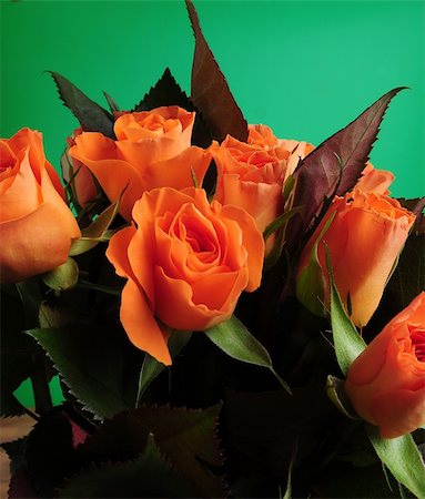 simsearch:400-04842608,k - Orange rose in front of green background Stock Photo - Budget Royalty-Free & Subscription, Code: 400-04558274