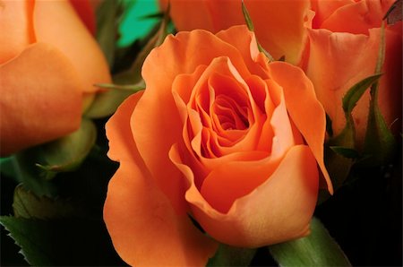 simsearch:400-04842608,k - Orange rose in front of green background Stock Photo - Budget Royalty-Free & Subscription, Code: 400-04558271