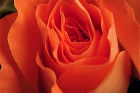 simsearch:400-04842608,k - Orange rose in front of green background Stock Photo - Budget Royalty-Free & Subscription, Code: 400-04558272