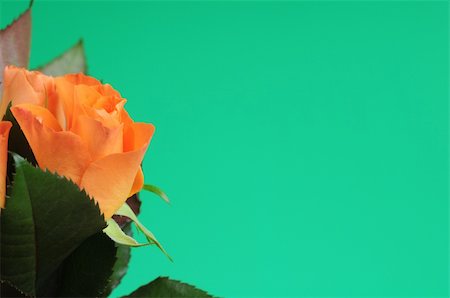 simsearch:400-04842608,k - Orange rose in front of green background Stock Photo - Budget Royalty-Free & Subscription, Code: 400-04558273