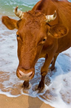 sun bather - leisure series: cow take a sunbathe on the sea beach Stock Photo - Budget Royalty-Free & Subscription, Code: 400-04558343