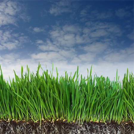 simsearch:400-04789618,k - Green grass and dark soil with roots Foto de stock - Royalty-Free Super Valor e Assinatura, Número: 400-04558351