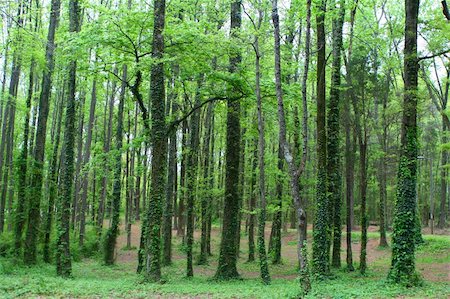 View of trees with climbing vines Foto de stock - Royalty-Free Super Valor e Assinatura, Número: 400-04558433