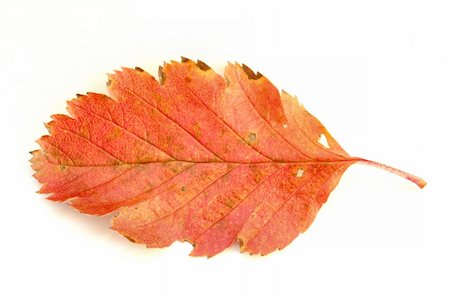 simsearch:400-04983103,k - colors of autumn Fotografie stock - Microstock e Abbonamento, Codice: 400-04558687