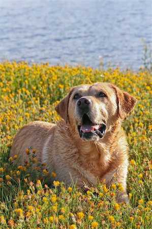 simsearch:400-08314976,k - Labrador Retriever in the flower field Stockbilder - Microstock & Abonnement, Bildnummer: 400-04558709