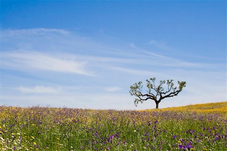 beautiful spring landscape - lonely tree on the top of a hill with grassland and oats. Stock Photo - Budget Royalty-Free & Subscription, Code: 400-04558710