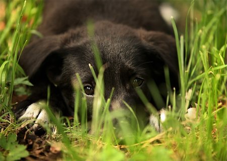 The sad small dog lays in a grass Photographie de stock - Aubaine LD & Abonnement, Code: 400-04558776
