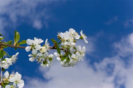Cherry tree flowers on branch over blue sky and clouds Stock Photo - Budget Royalty-Free & Subscription, Code: 400-04558944